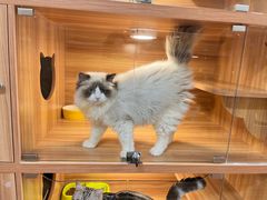 -猫十亿·布偶金渐层·曼基康矮脚猫舍(青年路店)