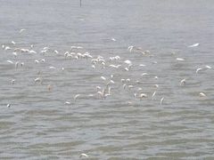 -盐城丹顶鹤湿地生态旅游区