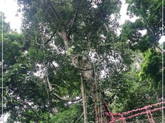 -西双版纳原始森林公园