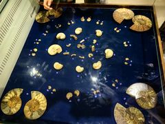 -青岛贝壳博物馆