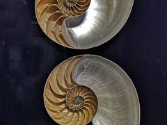 -青岛贝壳博物馆