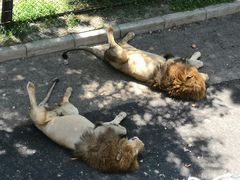 -大连森林动物园