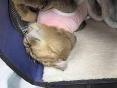 -瑞派·关忠动物医院·猫专科·犬专科(三环新城店)