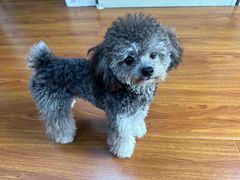 -翊宠yipet猫狗购宠庄园犬舍•猫舍