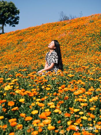 云南小众赏花地|玉溪玉山城漫画般的金盏菊花海
