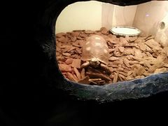-上海大自然野生昆虫馆(东方明珠·爬宠昆虫探索中心)