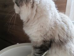 -滚猫咖啡·猫咖·猫友好撸猫(未来城店)