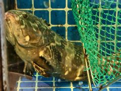 -碧海银沙海鲜餐厅(恒大海上威尼斯店)