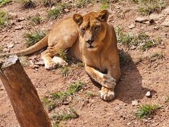 -西霞口神雕山野生动物世界