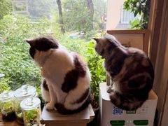 -海边的猫和咖啡馆