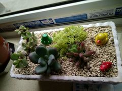 -中环花鸟鱼虫市场