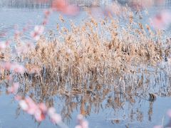 -金沙湖公园