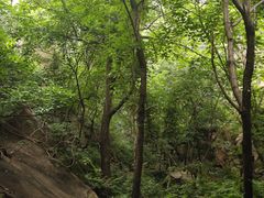 -大岭沟猕猴桃谷风景区