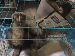 -佑安动物医院·全科·内窥镜中心(幸福巷店)