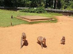 -海南热带野生动植物园