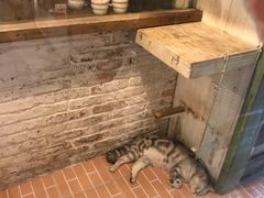 -猫咪博物馆(顶澳仔猫街店)
