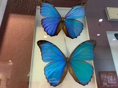 -上海昆虫博物馆