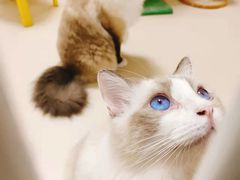 -猫在这儿猫咪咖啡馆·撸猫馆