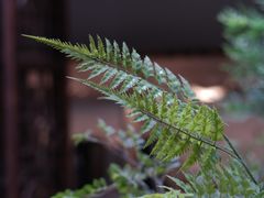 -狮王府淮扬菜(夫子庙老门东店)