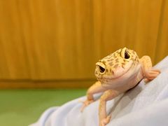 -藦茜花园宠物主题亲子互动体验馆(国顺东路店)