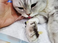 -爱侣宠医·鹦鹉专科·小型哺乳类·异宠专科(灵石路店)