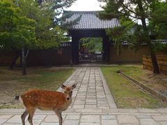 -奈良公园
