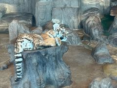 -横道河子东北虎林园