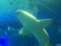 -北戴河圣蓝海洋公园