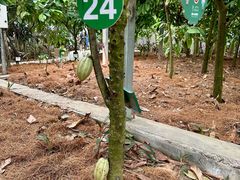 -歌斐颂巧克力小镇