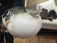 -鲐赏河豚(长寿店)