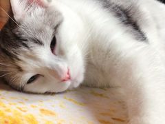 -猫咪咖啡·猫咖(万达广场店)
