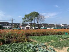 -莲花岛景区
