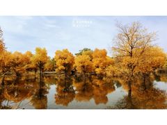 -金塔沙漠胡杨林景区