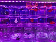 -青石桥花鸟鱼虫市场(叠翠城店)