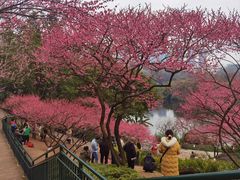 -重庆彩云湖湿地公园