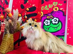 -爱洗澡的猫(望京店)