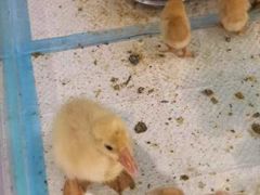 -怪兽屋·羊驼·猫咖·狗咖(俊华广场店)