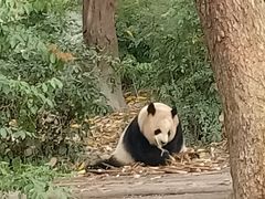 -都江堰中华大熊猫苑