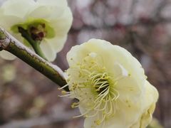 -洛阳市隋唐城遗址植物园