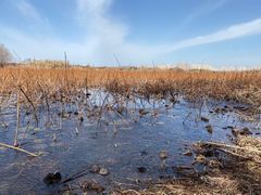 -贡湖湾湿地公园