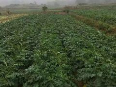 -浪琴湾尾角仔海鲜坊