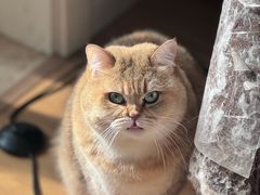 -悠尼宠物·独立低压伊珊娜洗护·美容·寄养(兰谷路店)