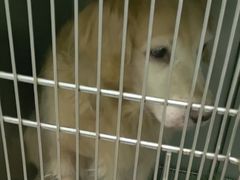 -佳雯宠物医院·皮肤科·内外科(春晓路分院)