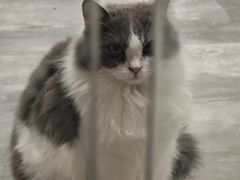 -楼上猫咖(罗湖店)