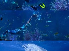 -海合安青岛极地海洋公园