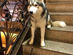 -more than meow吴止猫主题餐厅(承德 中船汇店)