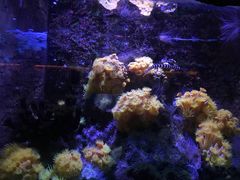 -悉尼海洋生物水族馆