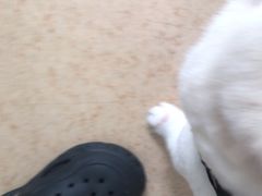 -芭比堂爱心动物医院(柯桥康爱分院)