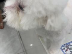 -安安宠医宠物医院·异宠·犬猫内科(岳阳分院)