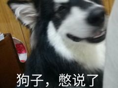 -汪星球宠物生活馆